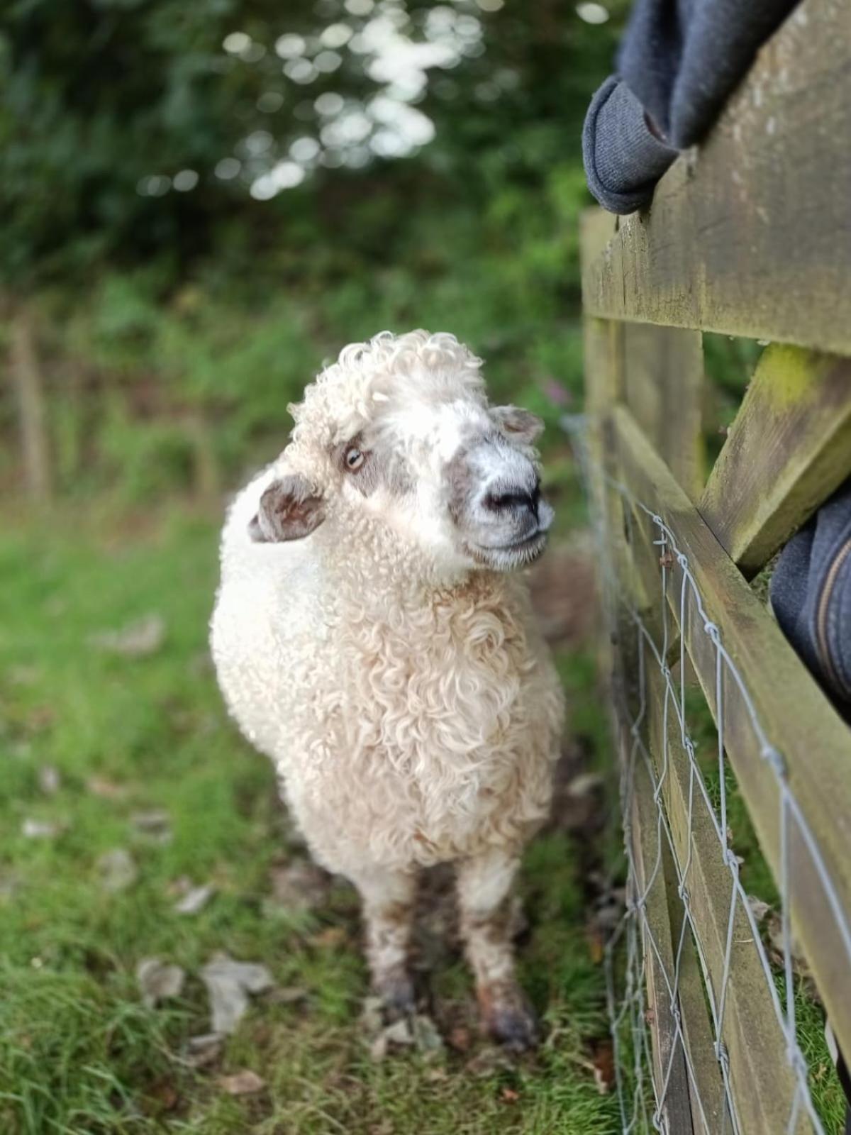 The Lambing Shed, Cornwall Altarnun Экстерьер фото